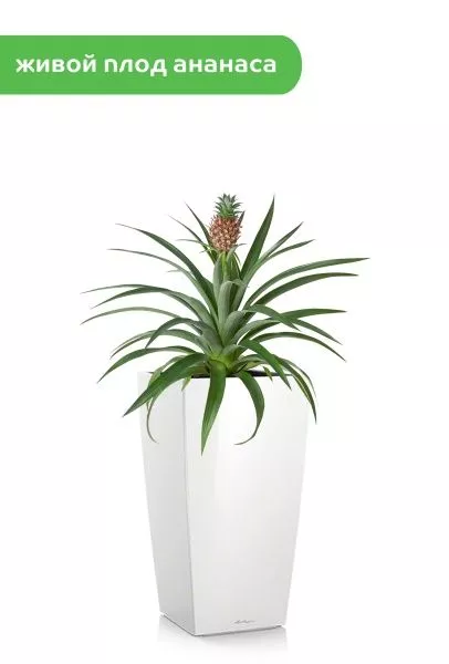 Ананас 15/50 см в CUBICO 22