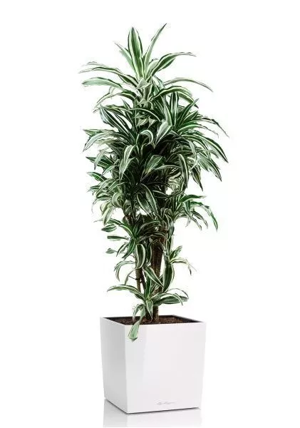 Драцена Варнески бранч 27/130 см в CUBE 40