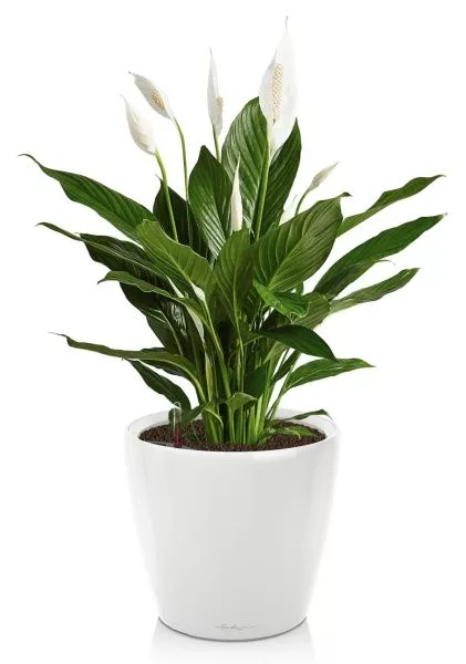 Спатифиллум в CLASSICO LS 21