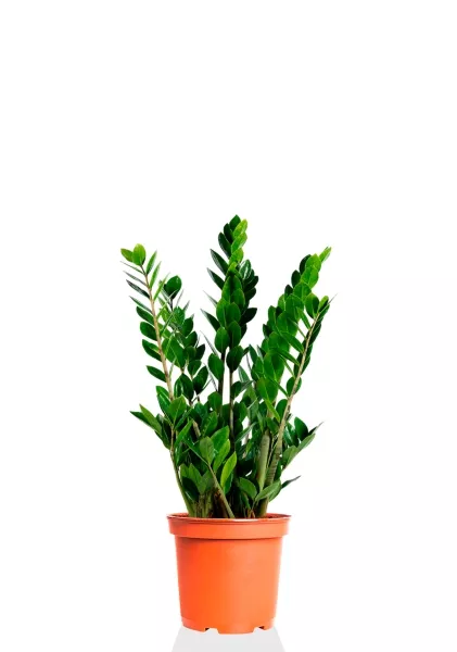 Замиокулькас 17/70 см