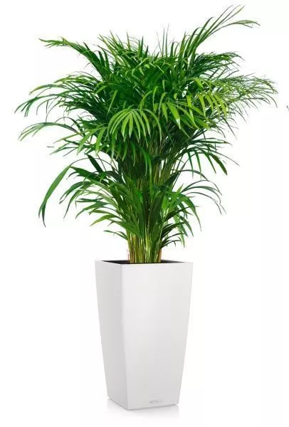 Хризалидокарпус Арека 24/160 см в CUBICO COLOR 30