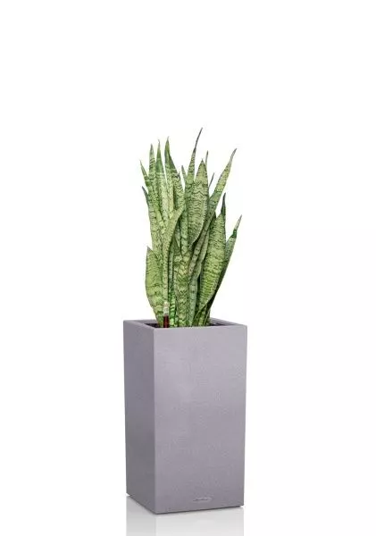 Сансевиерия Зейланика 21/70 см в CANTO STONE HIGH 30