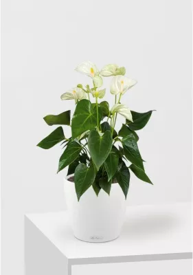 Антуриум Андрианум белый 17/60 см в CLASSICO COLOR 21, белый