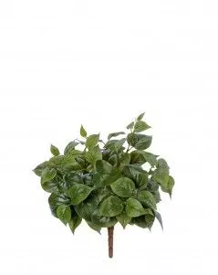 Тини Филодендрон