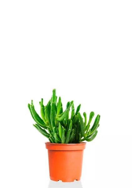 Крассула Хоббит 12/20 см