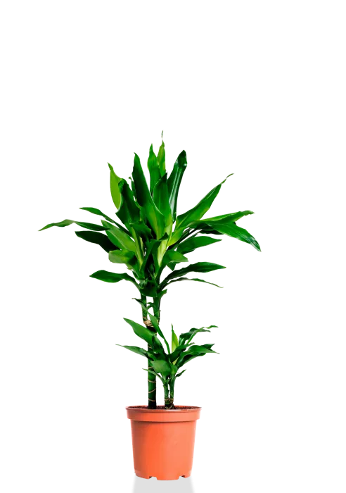 Драцена Джанет Линд 2 ствола 17/70 см