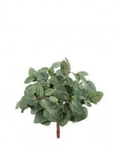 Тини Фиттония Сноу