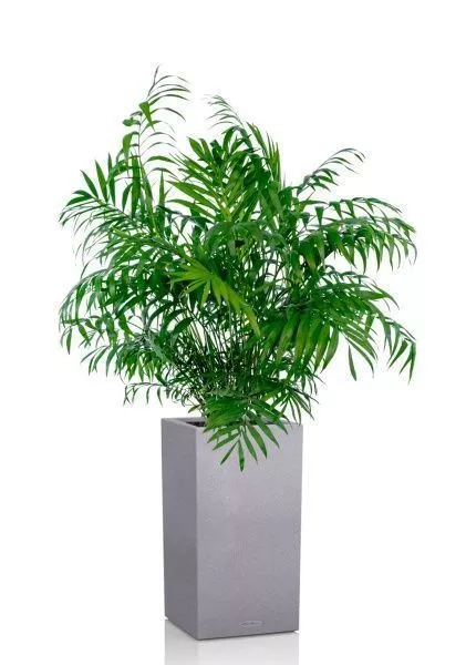 Хамедорея Элеганс 20/100 см в CANTO STONE HIGH 30