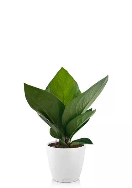 Антуриум Кобра 12 см в CLASSICO COLOR 18