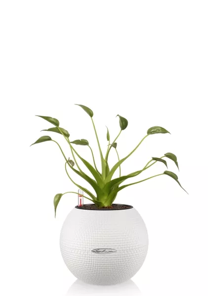 Алоказия Тину Дансер 12 см в PURO 20