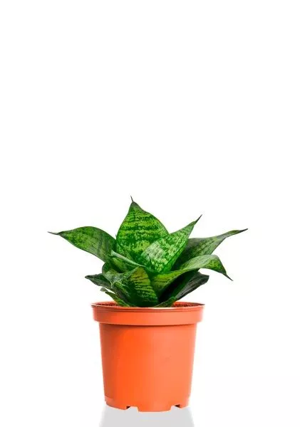 Сансевиерия Ханни 12/25 см