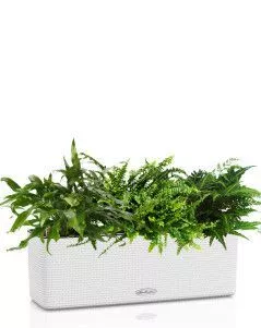 Папоротники CUBE COLOR TRIPLE 14