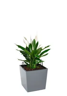 Спатифиллум 17/70 см в Juka 19x19, серый бетон