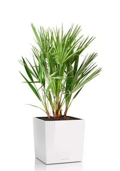 Хамеропс в CUBE 40