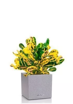 Кротон Еллоу в CANTO STONE 14, серый камень