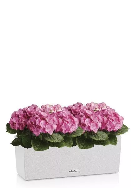 Гортензия Розовая в BALCONERA Stone 50