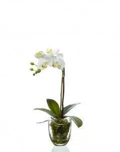 Орхидея Фаленопсис белая с мхом