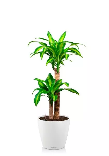 Драцена Массанжеана 2 ствола 19/100 см в CLASSICO COLOR 28