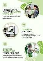 Традесканция Зебрина 23/40 см