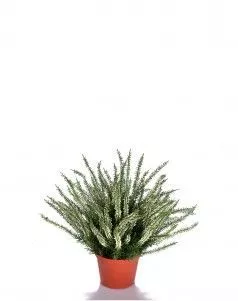 Эрика (вереск) большой куст белый