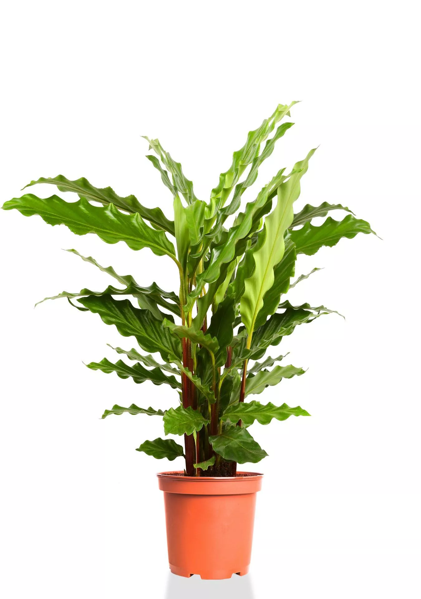 Калатея Руфибарба 12/50 см