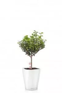 Мирсина в MINI-DELTINI 10