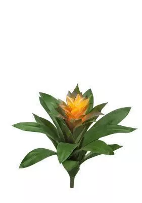 Гузмания Сангвиния жёлтая