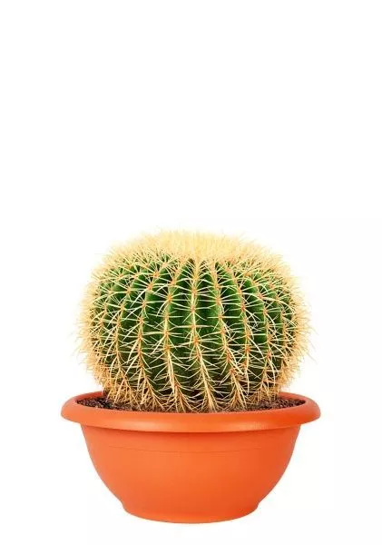 Эхинокактус Грузони 40/40 см в CLASSICO COLOR 43