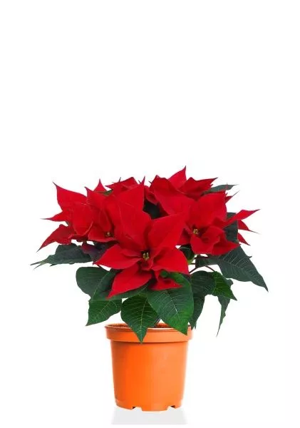 Пуансеттия 12/40 см