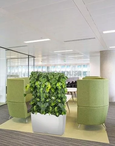 Филодендрон Бразил в CARARO 75