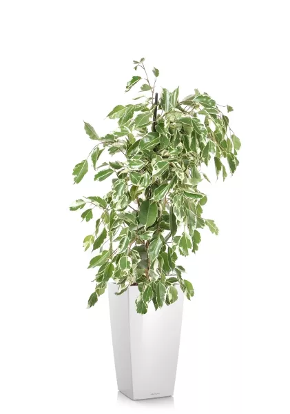 Фикус Бенджамина Голден Кинг пирамида 17/70 см в CUBICO 22