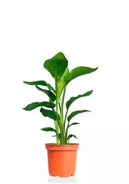 Стрелиция Николай 14/50 см