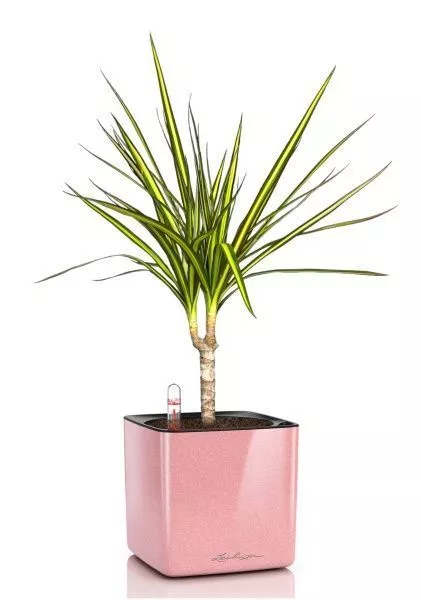 Драцена Маргината Санрей 12/40 см в CUBE Glossy Kiss 14