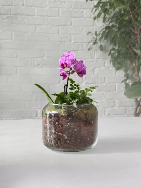 Флорариум с фиттонией