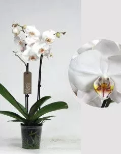 Орхидея Фаленопсис Кембридж белая 12/70 см