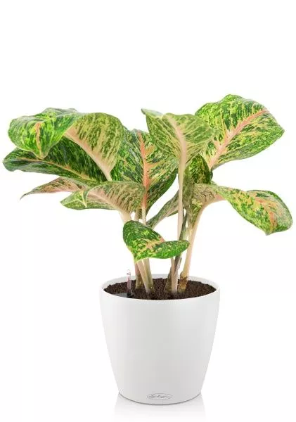 Аглаонема Баттерфляй в CLASSICO COLOR 21