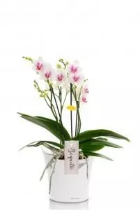 Фаленопсис Монро в ORCHIDEA 18