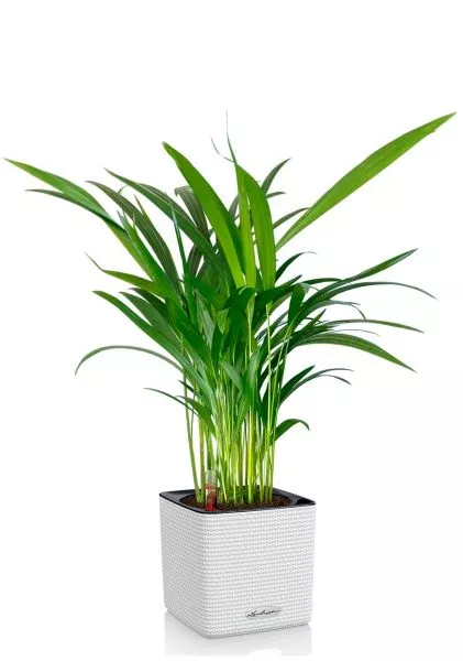 Хризалидокарпус Арека 14/60 в CUBE COLOR 16