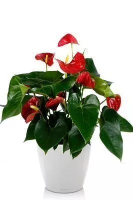 Антуриум красный в CLASSICO LS 21