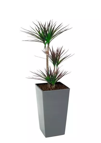 Драцена Маргината Маджента 3 ствола 21/110 см в LAMELA Finezja 30x30