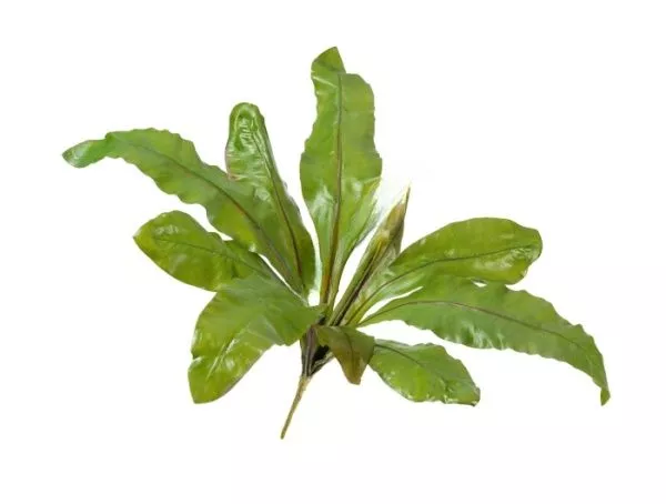 Асплениум Натуральный 70 см