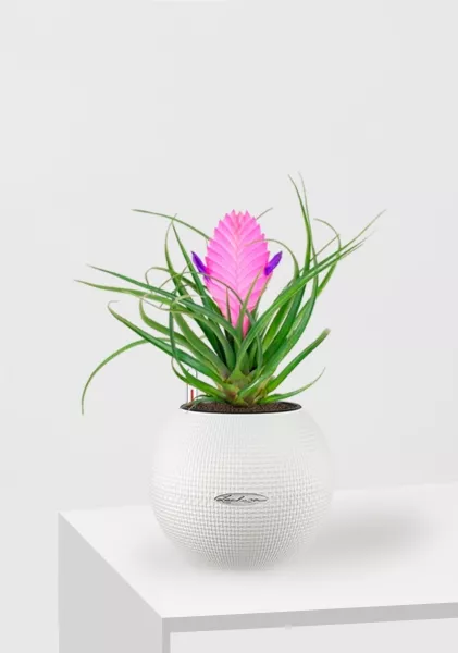 Тилландсия Анита в PURO 20