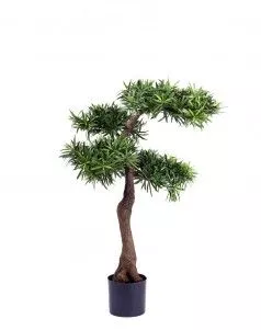 Подокарпус Элит