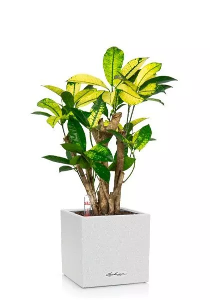 Кротон Миссис Айстон в CANTO STONE 14