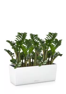 Замиокулькас Зензи в BALCONERA COLOR 50, белый