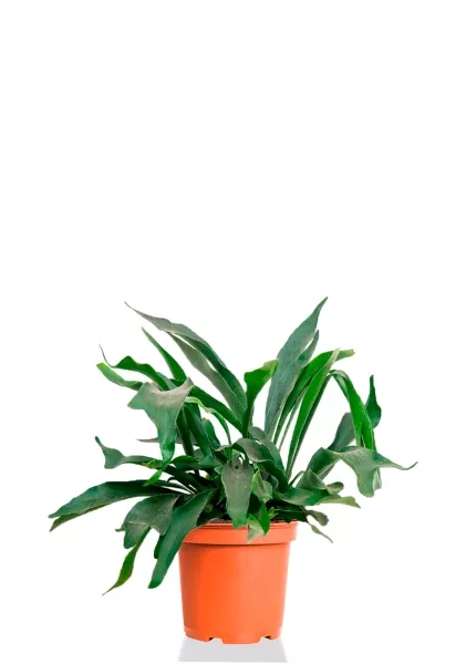 Платицериум Бифуркатум 21/40 см