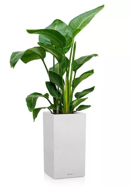 Стрелиция Николай 24/120 в CANTO STONE HIGH 30