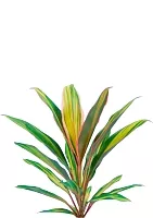Кордилина Киви 12/35 см в OJO