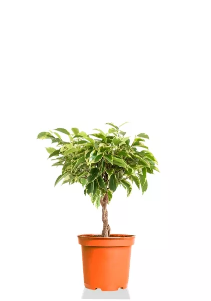 Фикус Бенджамина Лаки переплетенный 12/40 см