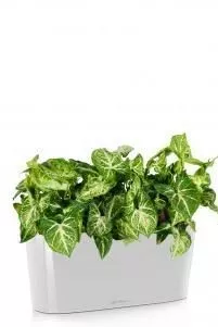 Сингониум в DELTA 20